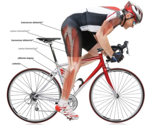 Xe đạp tác động đến các nhóm cơ chân, mông, tay