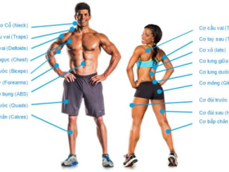 Tập thân trên là tập những nhóm cơ nào
