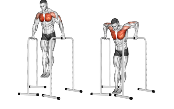 Bài tập Parallel Bar Dips với xà kép Bài tập Parallel Bar Dips với xà kép